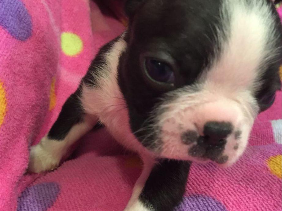 boston terrier puppies for sale az kate burdick boston terrier puppies for sale boston terrier puppies for sale az kate burdick boston terrier puppies for sale