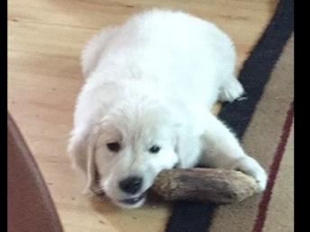 golden retriever puppies grass valley ca my golden retrievers breeders grass valley ca golden retriever puppies grass valley ca my golden retrievers breeders grass valley ca