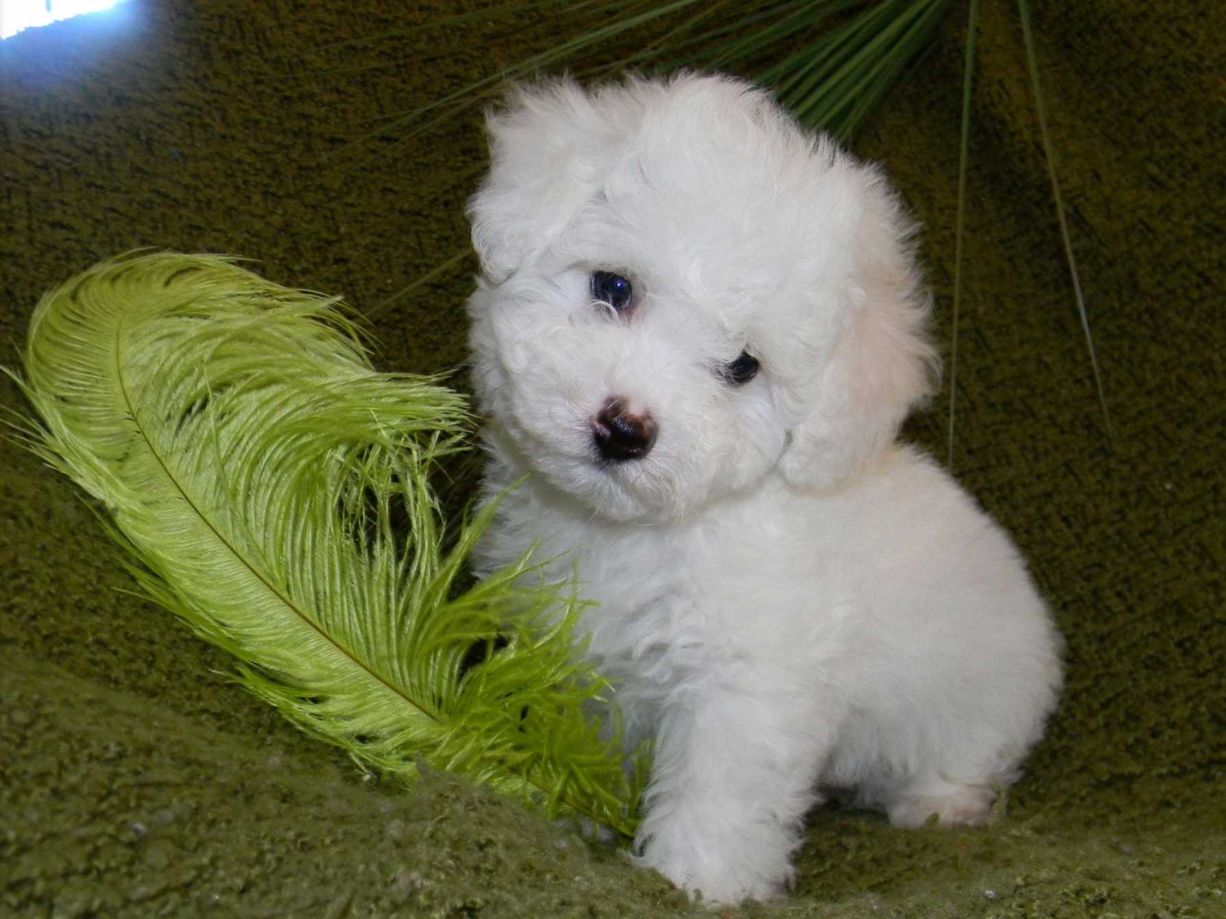 Cuddlyk9 HOME OF THE BEAUTIFUL BICHON FRISE Bichon Frise Puppies For Sale