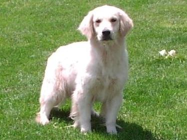 essex golden retrievers essex golden retrievers golden retriever puppies for sale essex golden retrievers essex golden retrievers golden retriever puppies for sale
