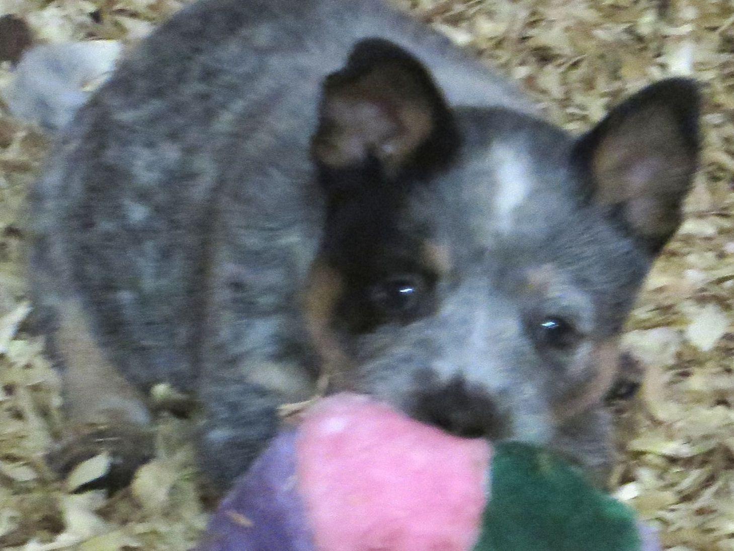 Can A Neutered Dog Be Akc Registered Can A Neutered Dog Be Akc Registered