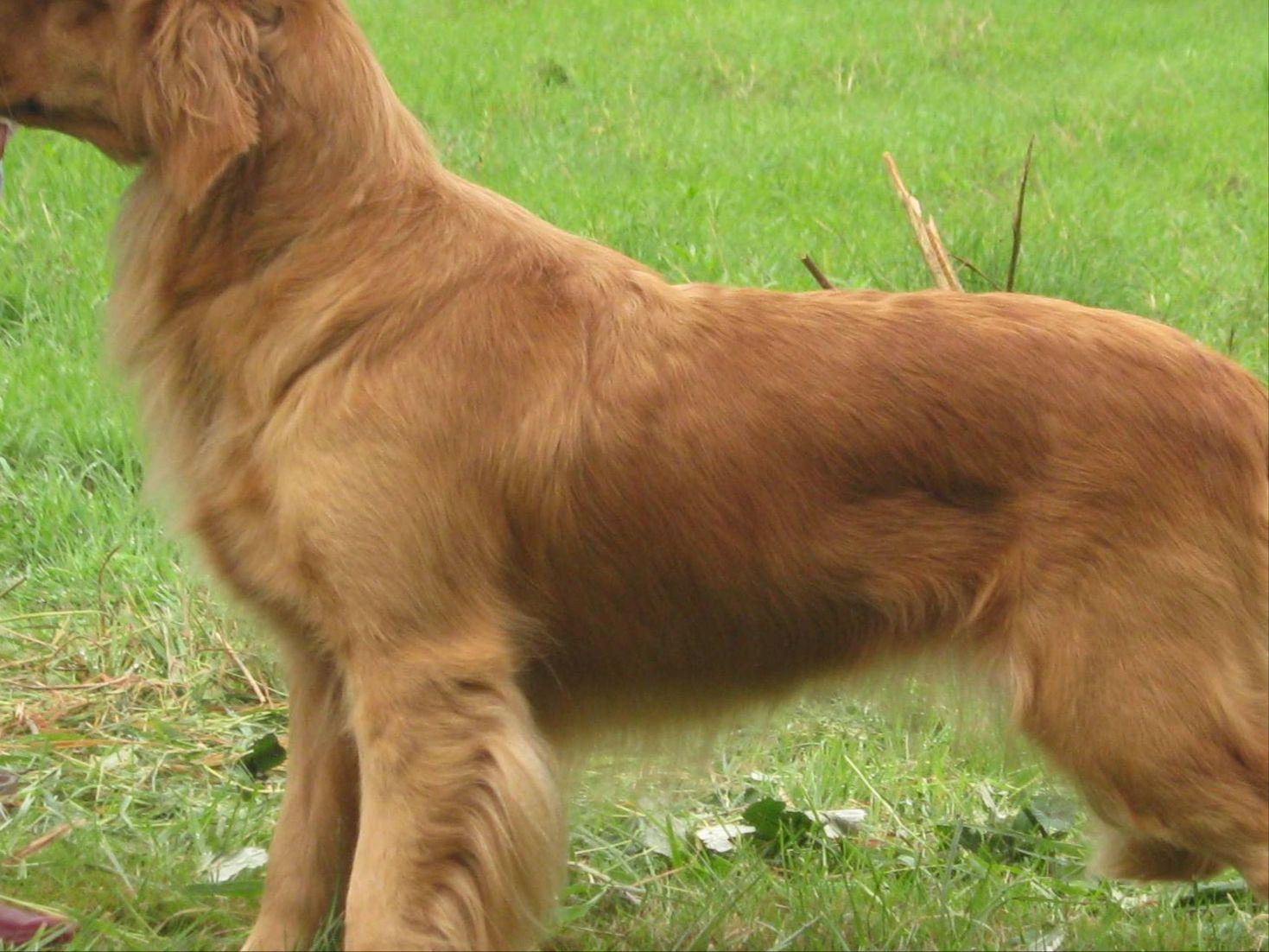 golden retriever colors akc akc golden retriever puppies for sale in webster new york breeds picture golden retriever colors akc akc golden retriever puppies for sale in webster new york breeds picture