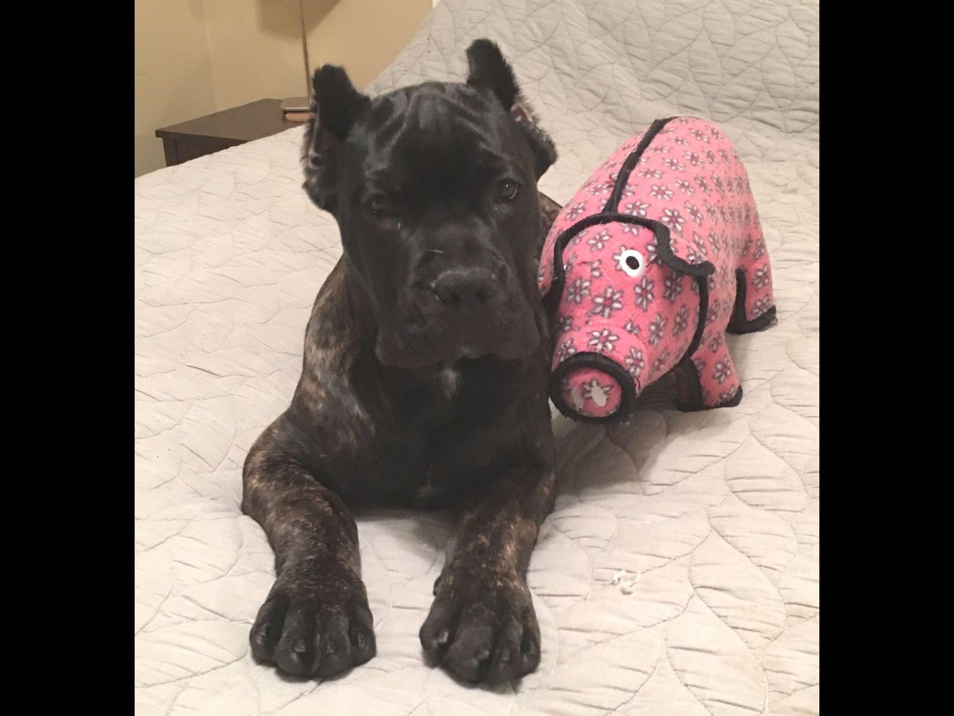 Gator Country Cane Corsos Puppies For Sale