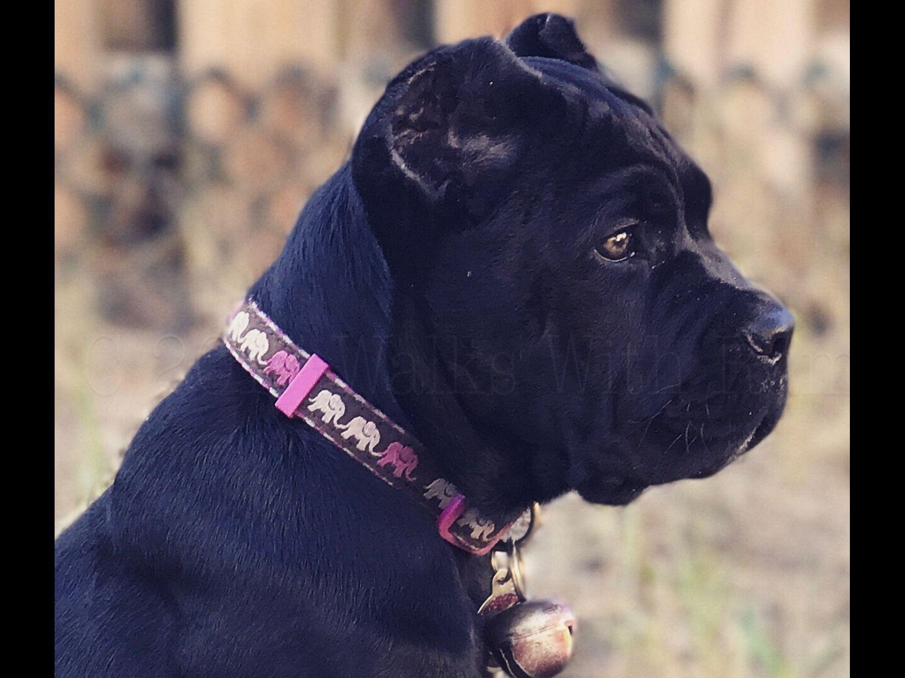 Gator Country Cane Corsos Puppies For Sale