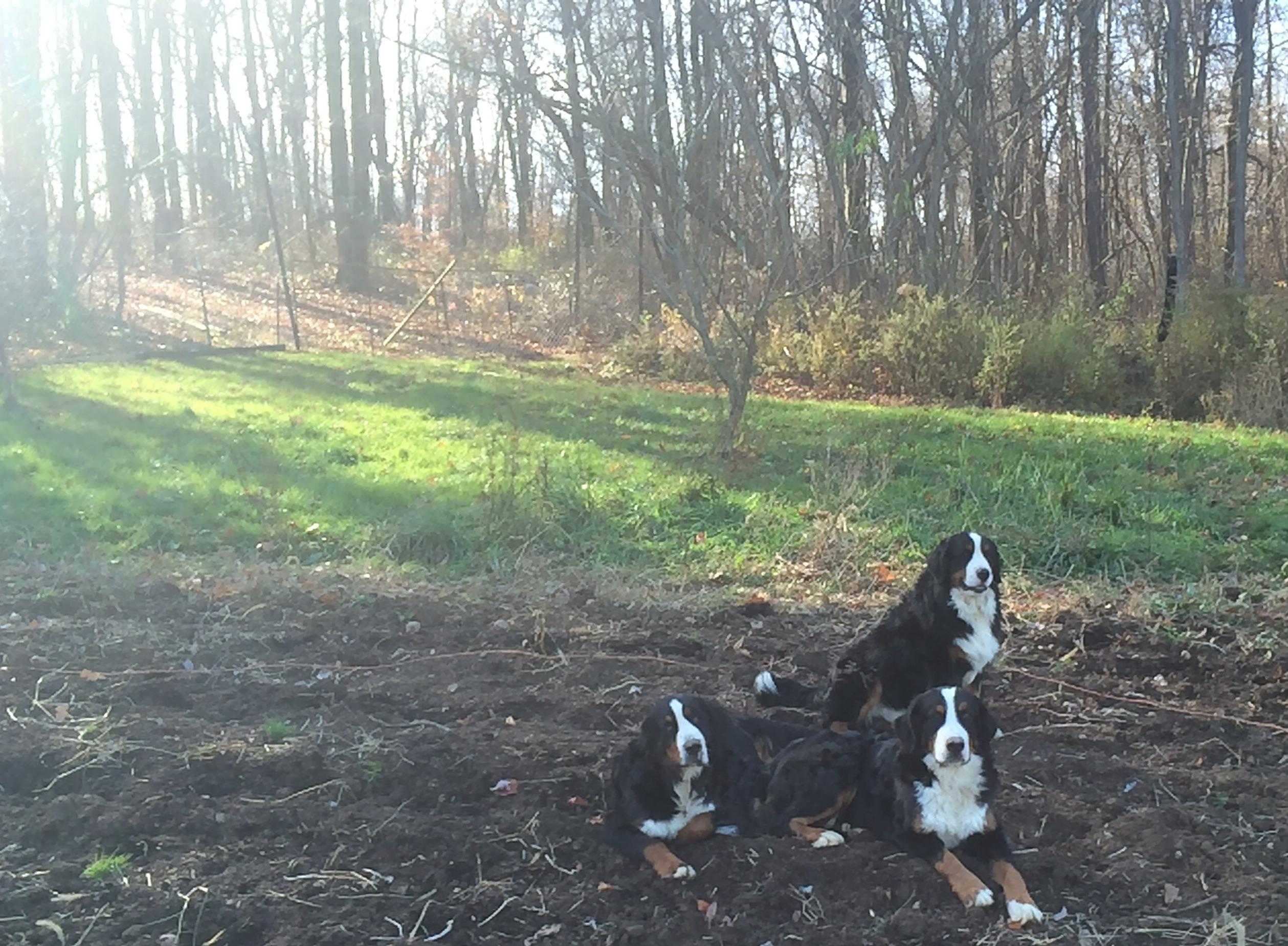 Bernese Mountain Dog Rescue In Ohio Bernese Mountain Dog Rescue In Ohio