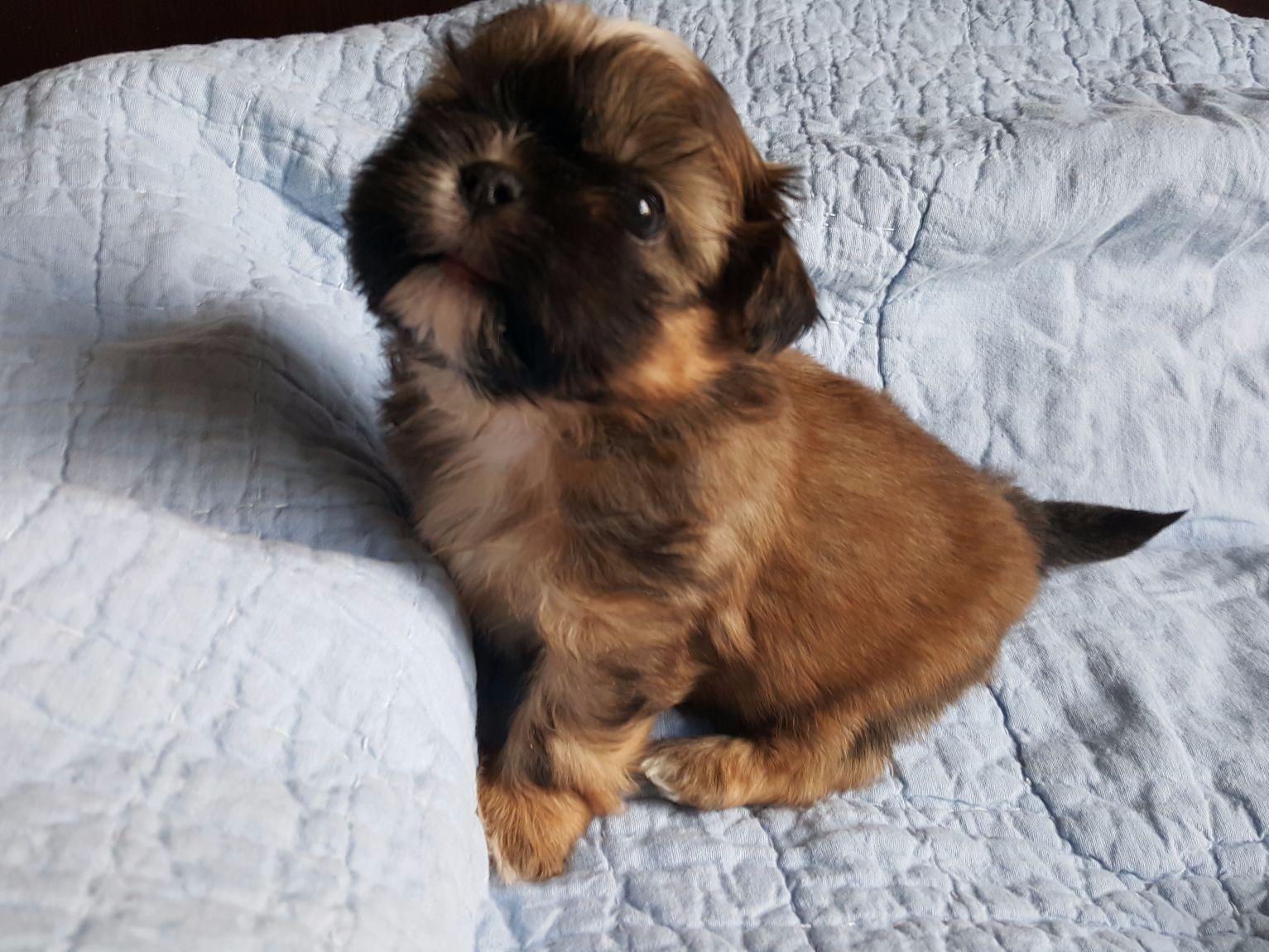 Shih Tzu For Sale by Royal Shih Tzus American Kennel Club
