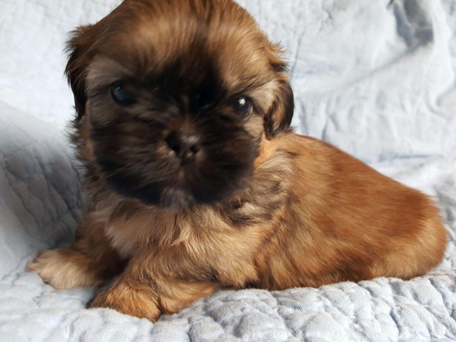 shih tzu akc breeders shih tzu for sale by royal shih tzus american kennel club shih tzu akc breeders shih tzu for sale by royal shih tzus american kennel club