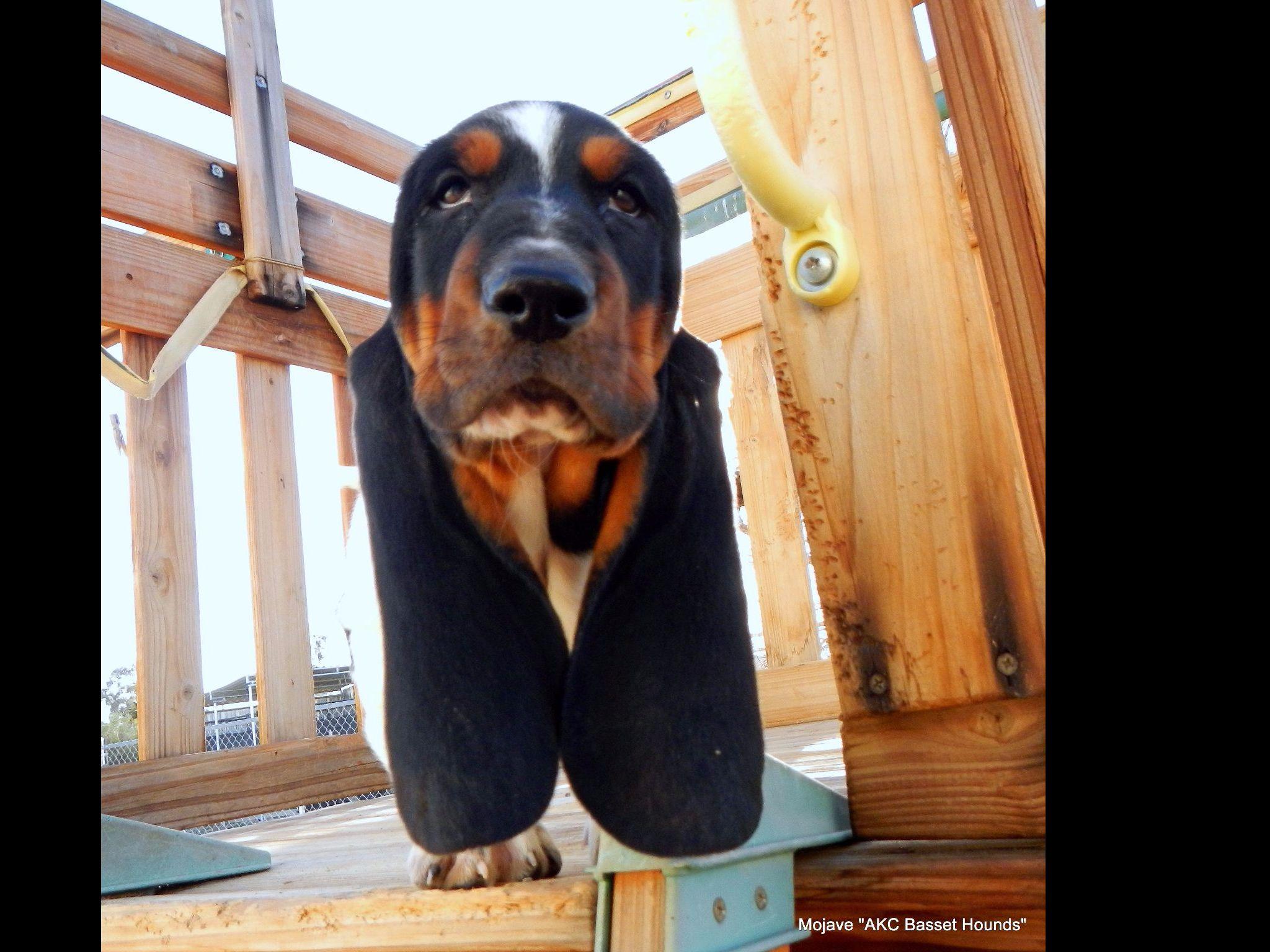 basset hound puppies ny basset hound for sale akc marketplace basset hound puppies ny basset hound for sale akc marketplace