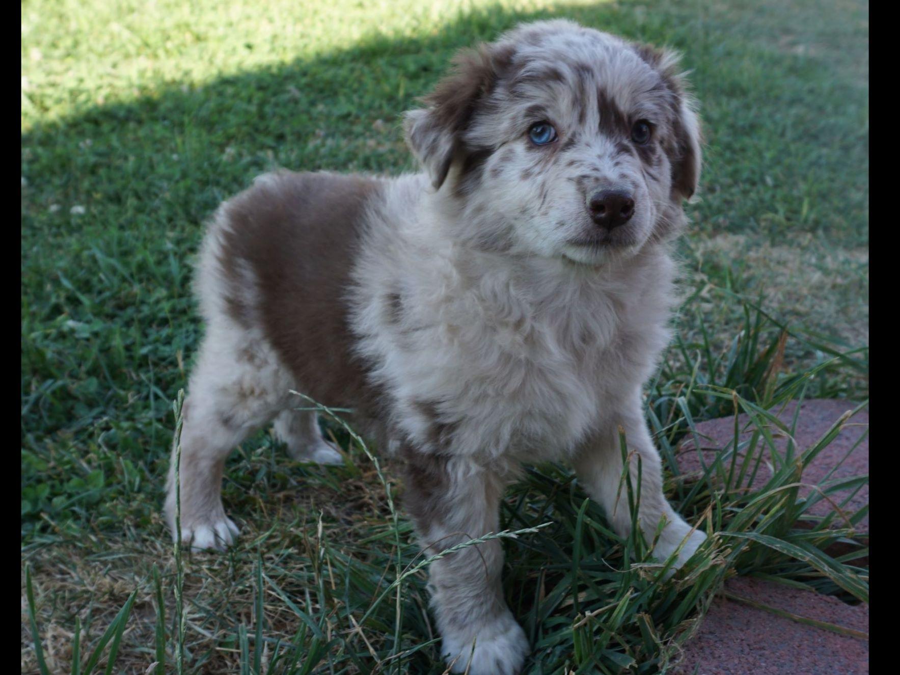 australian shepherd puppies idaho mountain wranlger aussies breeders falls id australian shepherd puppies idaho mountain wranlger aussies breeders falls id