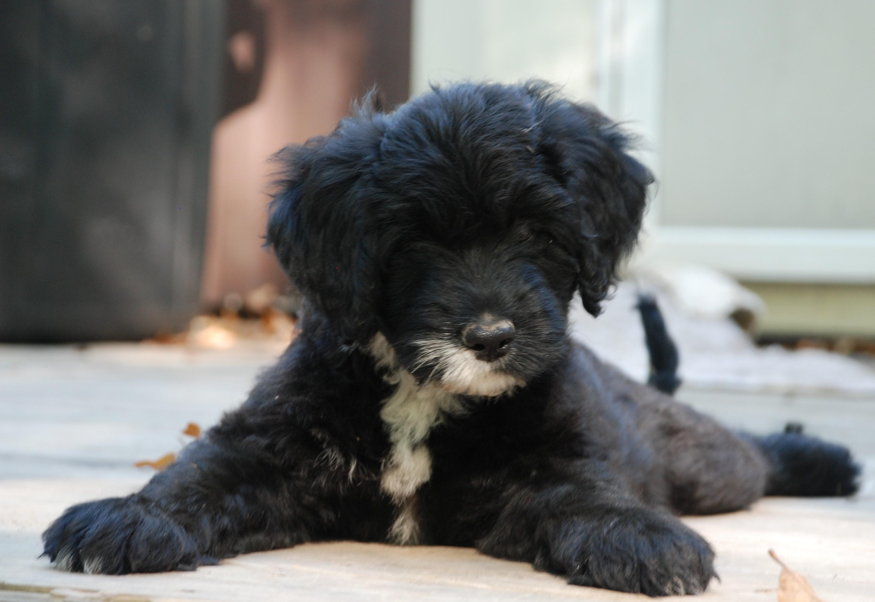 portuguese water dogs brigand portuguese water dogs breeders alma il portuguese water dogs brigand portuguese water dogs breeders alma il