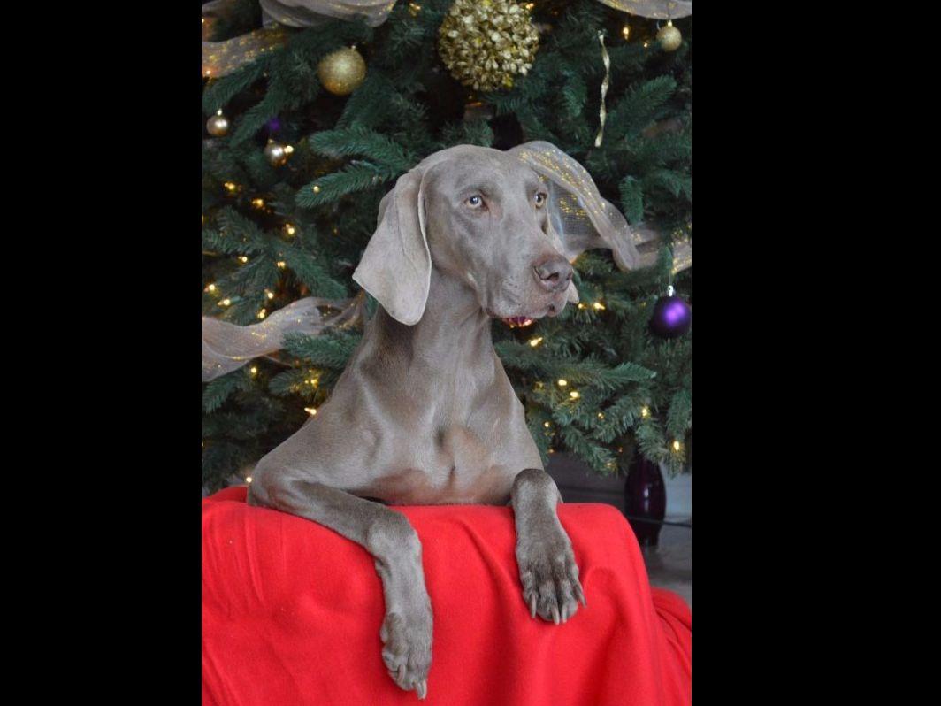 weimaraner puppies price weimaraner for sale by miller s kennel american kennel club weimaraner puppies price weimaraner for sale by miller s kennel american kennel club