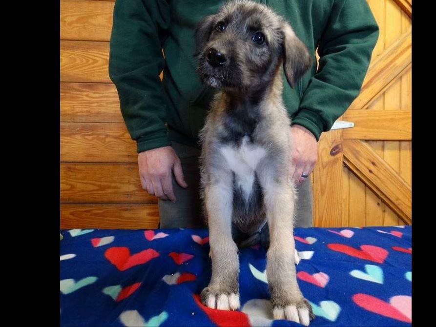 Irish Wolfhound For Sale by Crystal McClellan American Kennel Club Irish Wolfhound For Sale by Crystal McClellan American Kennel Club