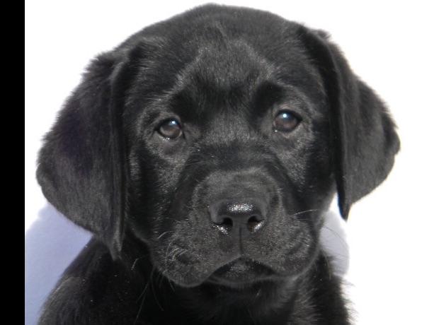 barnes puppy kennels labrador retriever for sale by c s labradors sharyl barnes puppy kennels labrador retriever for sale by c s labradors sharyl