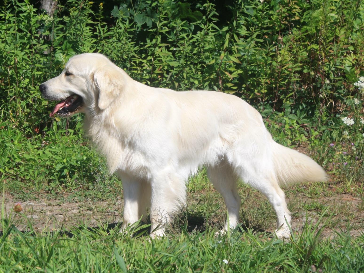 akc golden retrievers golden retriever for sale by temmallo american kennel club akc golden retrievers golden retriever for sale by temmallo american kennel club