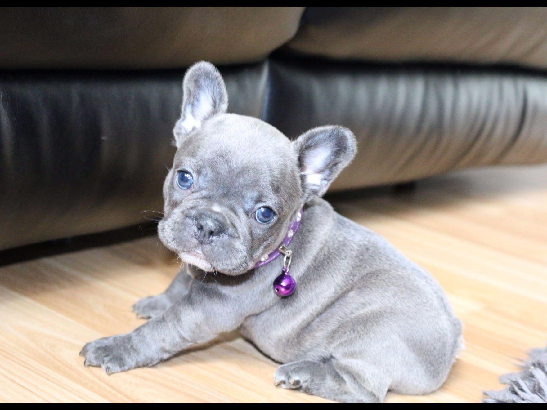 Exquisite French Bulldogs - French Bulldog Puppies For Sale