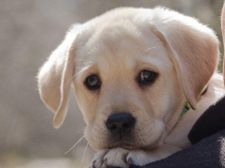 Labrador Retriever For Sale by Belquest American Kennel Club