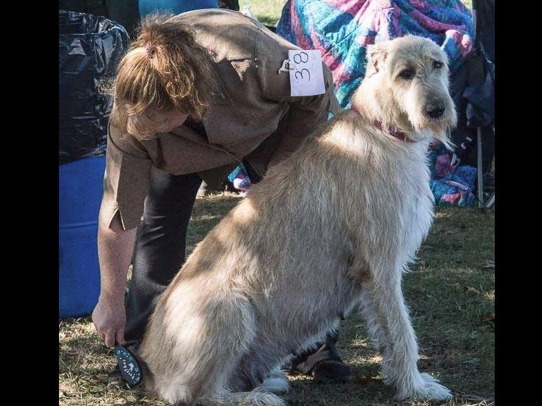 HopsNHounds Irish Wolfhounds Irish Wolfhound Puppies For Sale