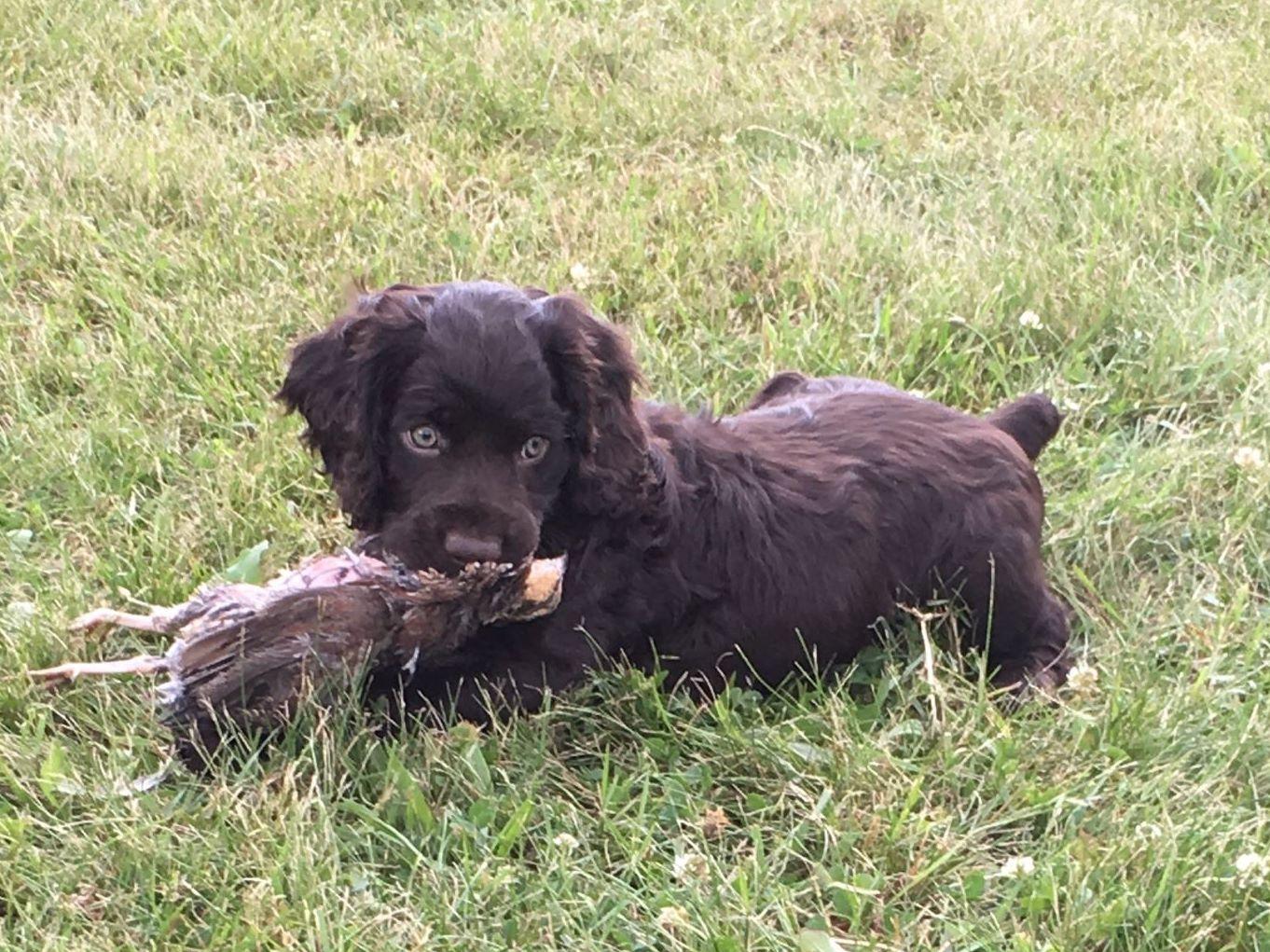 Beekauz Kennels Boykin Spaniel Puppies For Sale