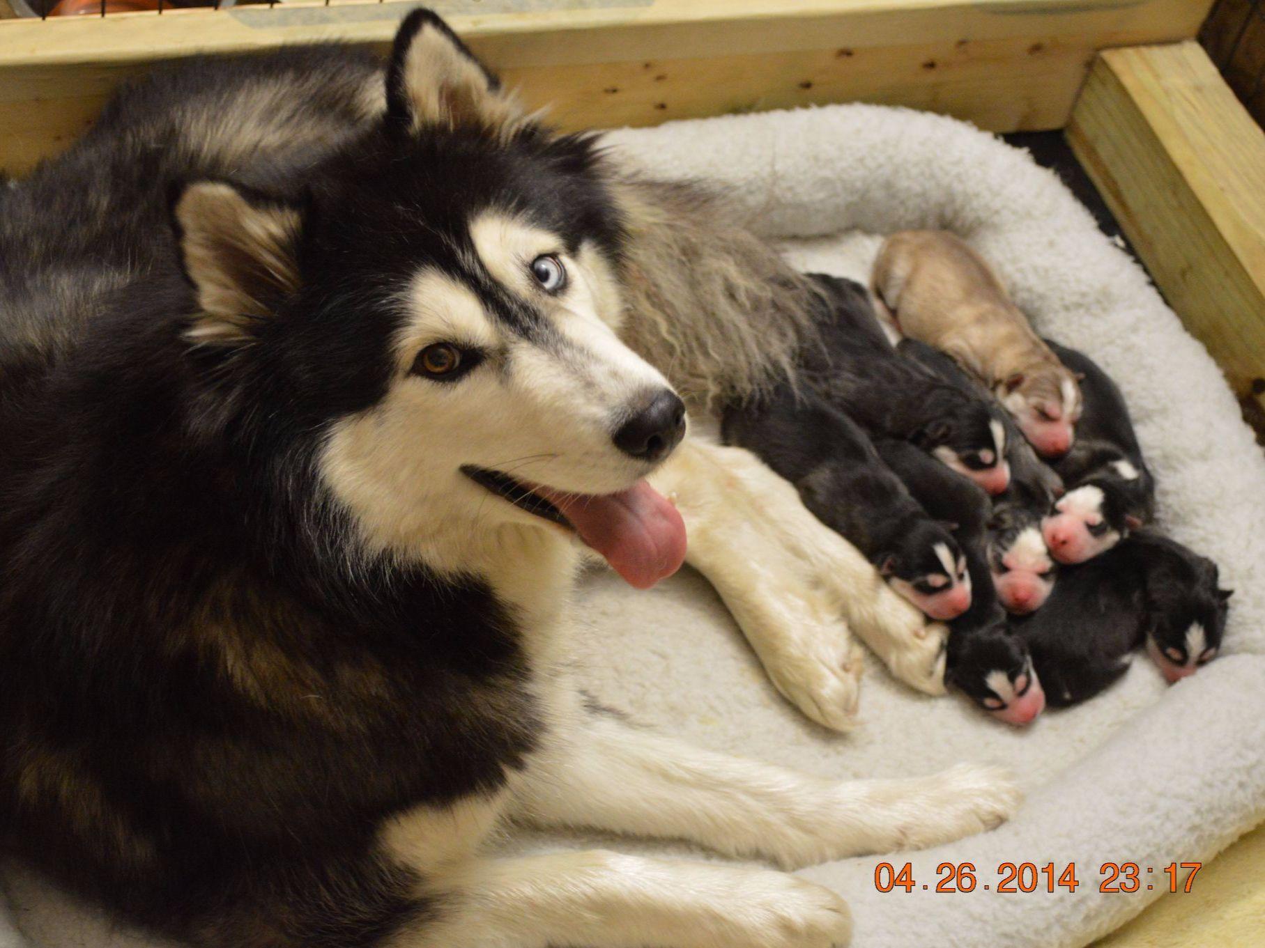 wooly husky puppy snow wooly husky puppies for sale wooly husky puppy snow wooly husky puppies for sale