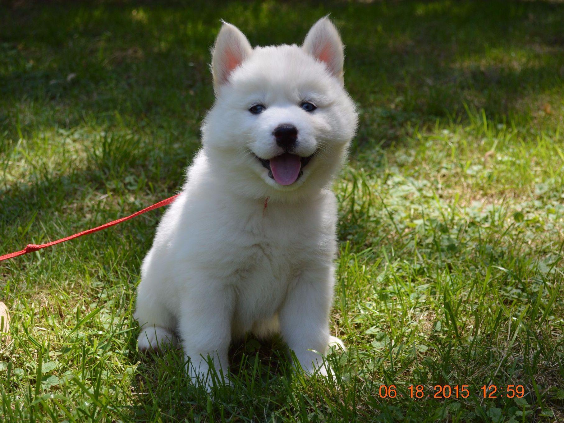 wooly husky puppies for sale snow wooly husky puppies for sale wooly husky puppies for sale snow wooly husky puppies for sale