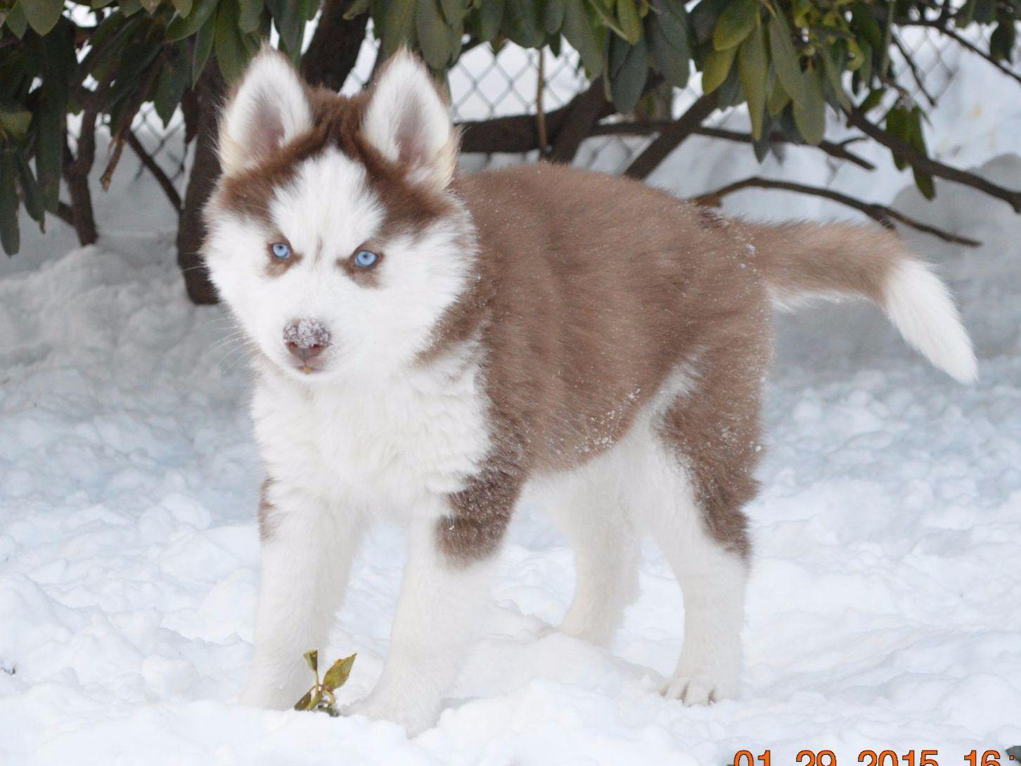Snow White Husky Dog Breeders Lunenburg, VT
