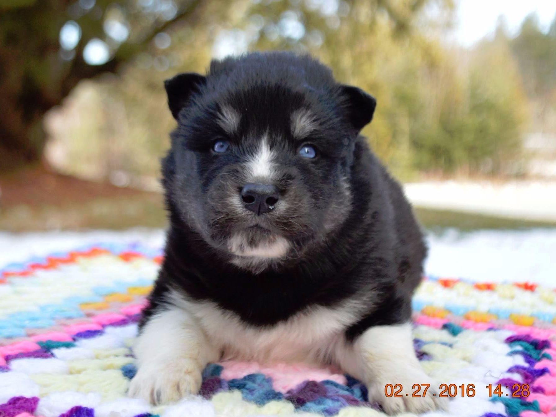 Snow Wooly Husky Dog Breeders Lunenburg, VT