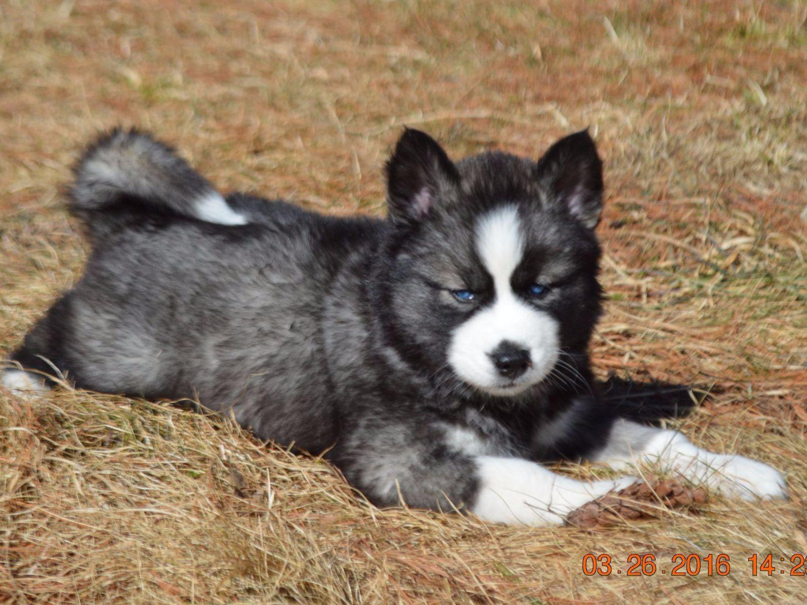 Snow Wooly Husky Puppies For Sale