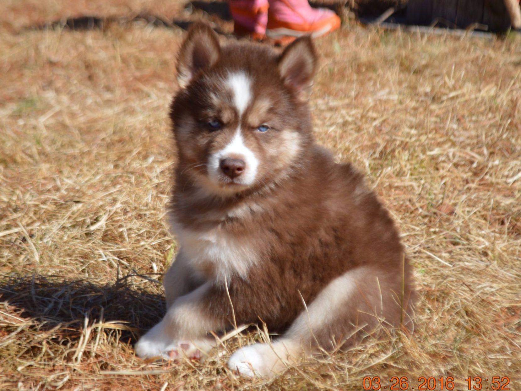 Snow Wooly Husky Puppies For Sale