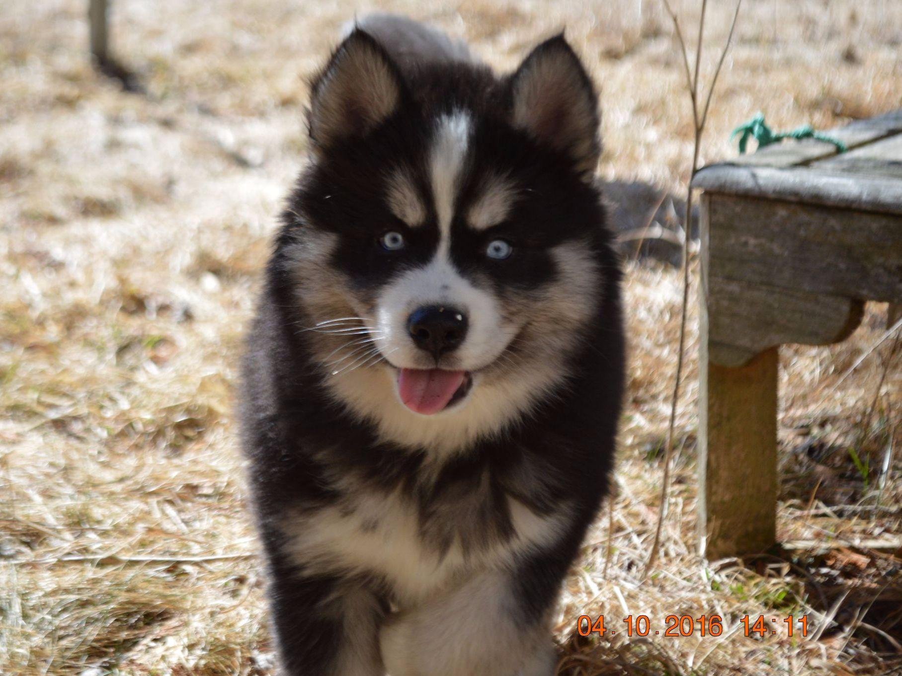 Snow Wooly Husky Puppies For Sale