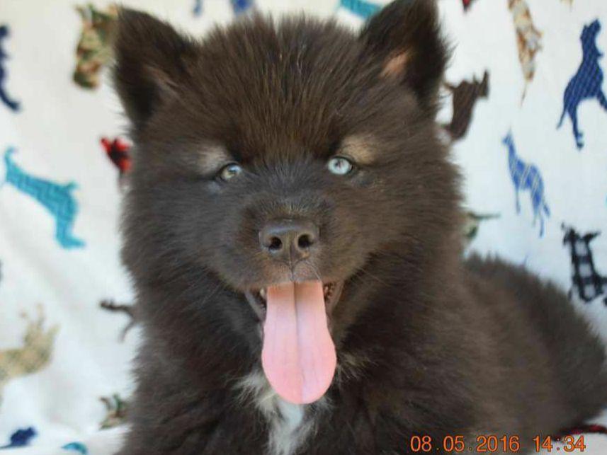 Snow Wooly Husky Dog Breeders Lunenburg, VT