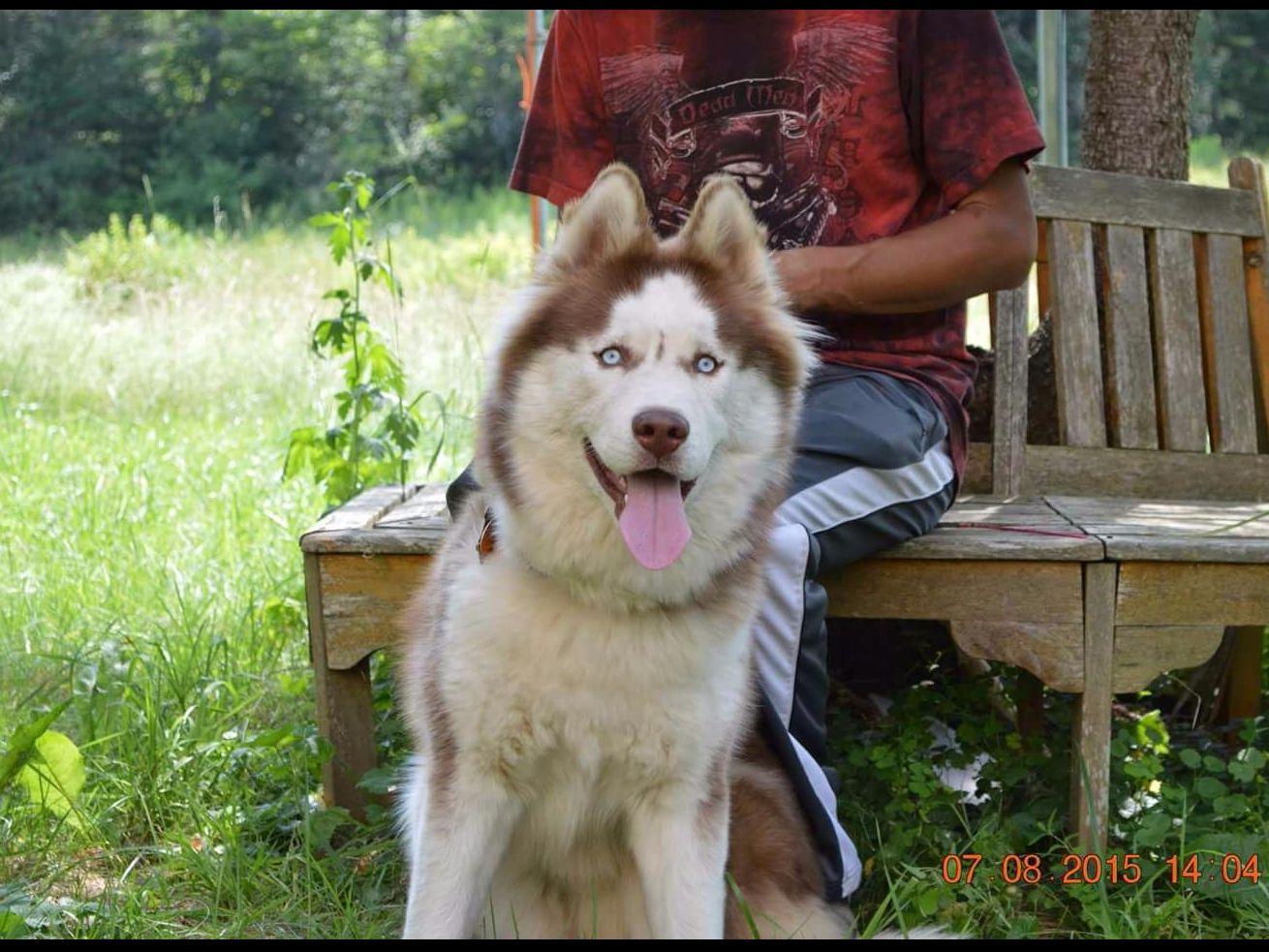 Snow Wooly Husky Siberian Husky Puppies For Sale