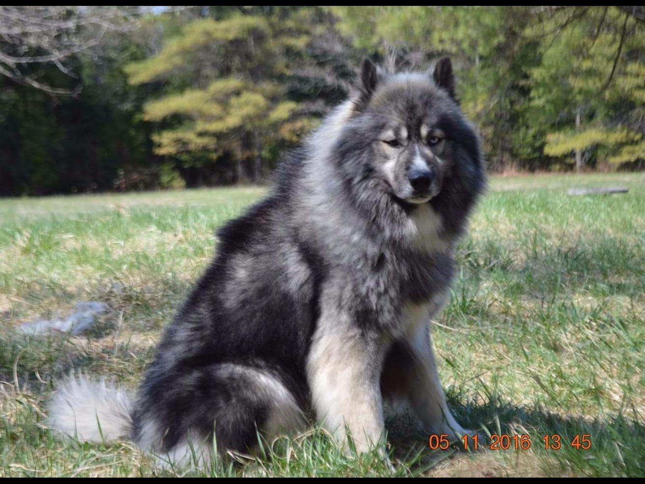 Snow Wooly Husky Siberian Husky Puppies For Sale