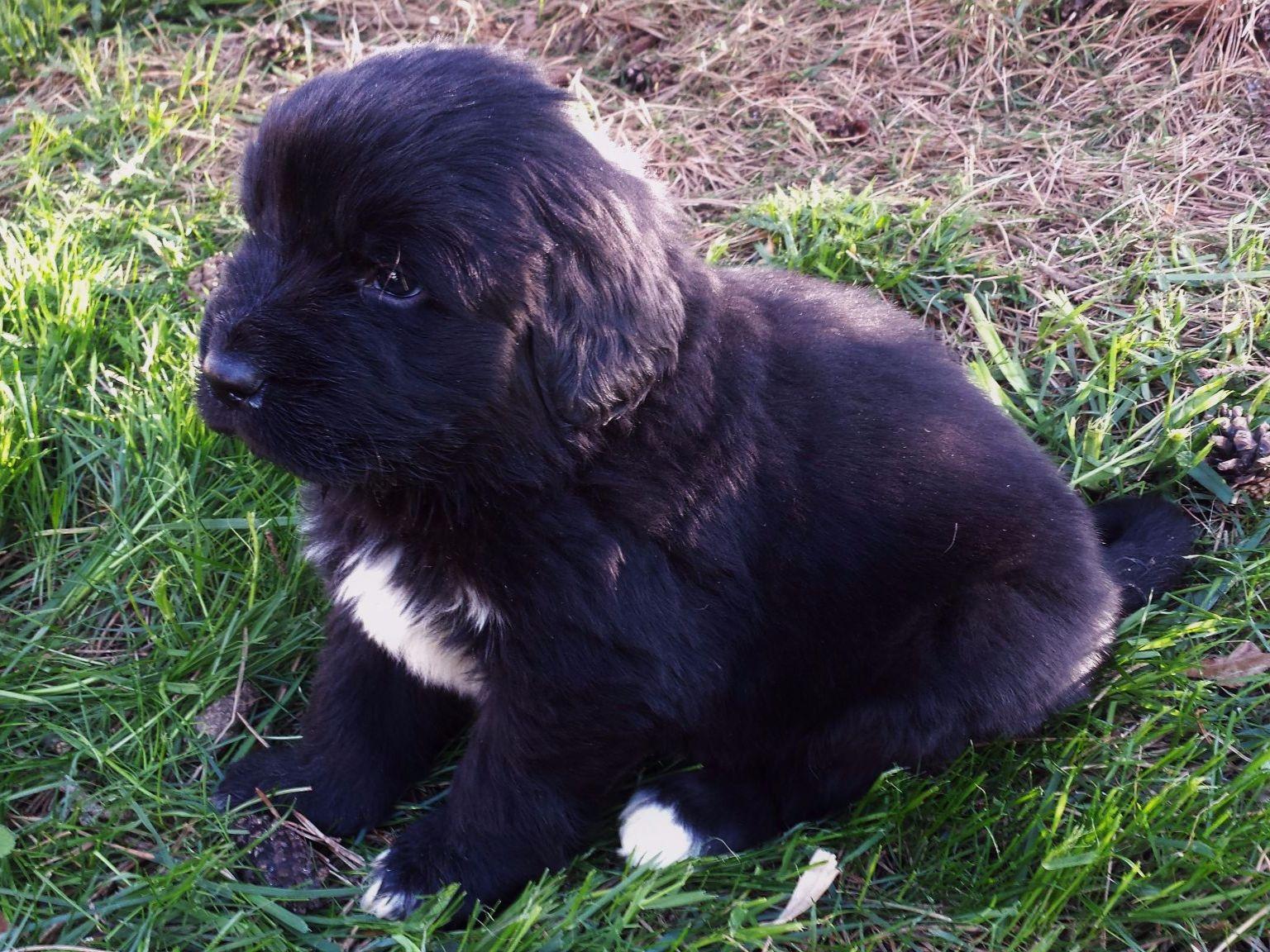 Newfoundland For Sale by Kelsay Kennel American Kennel Club