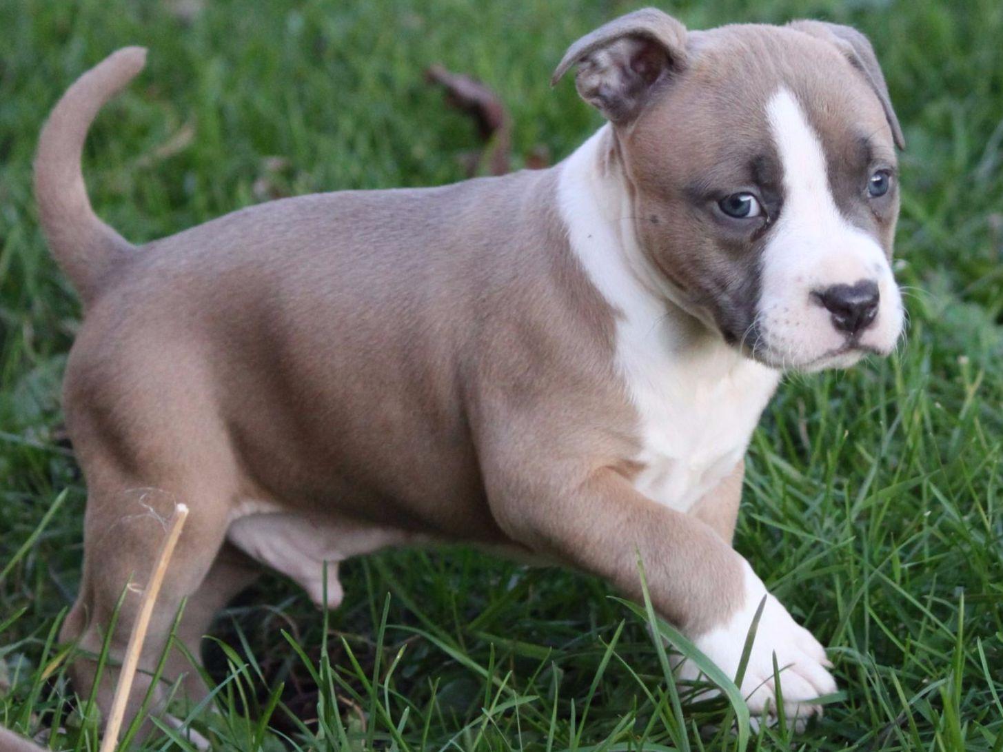 American Staffordshire Terrier For Sale by Heidi McClure American Kennel Club