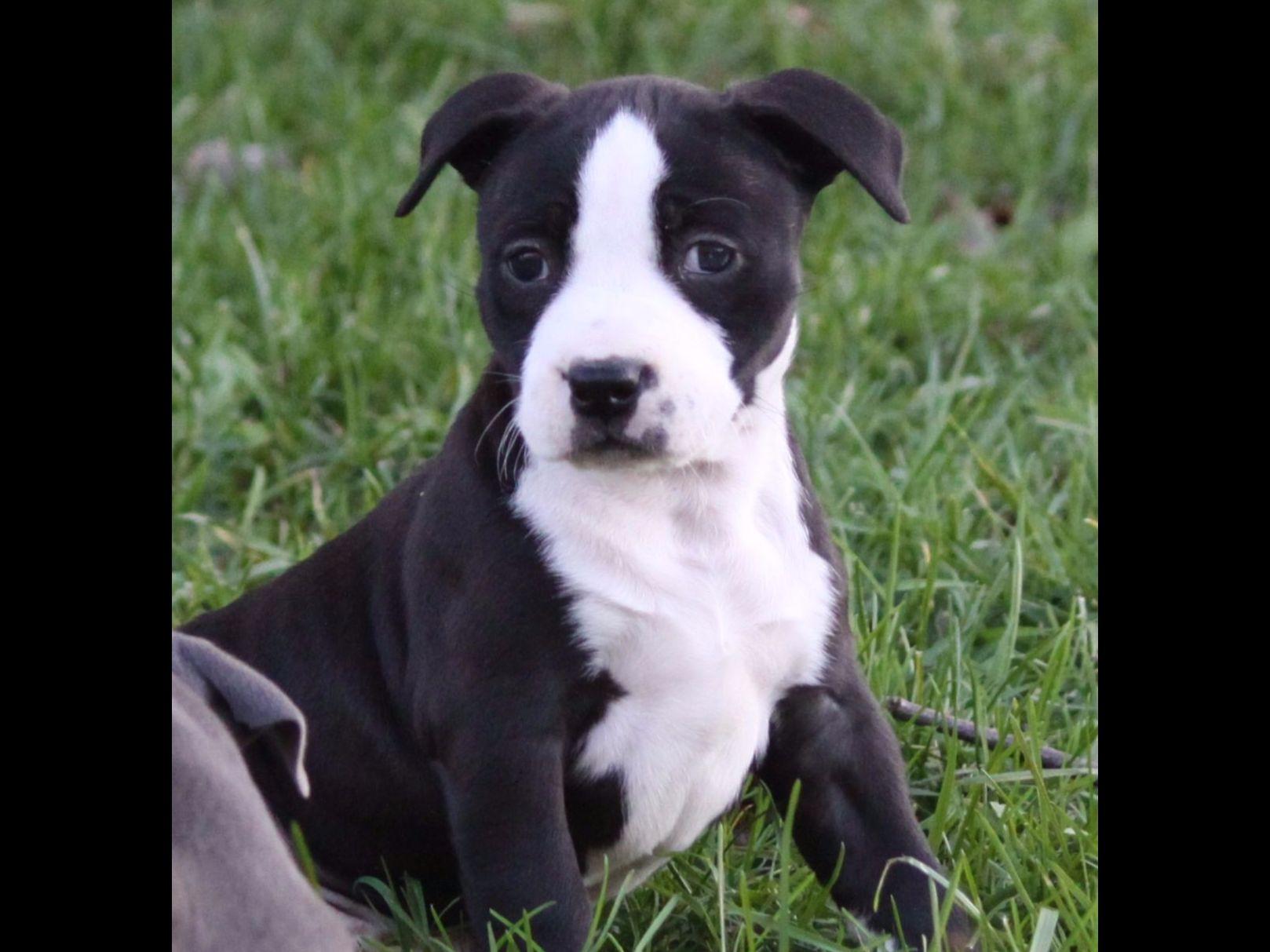 American Staffordshire Terrier For Sale by Heidi McClure - American ...