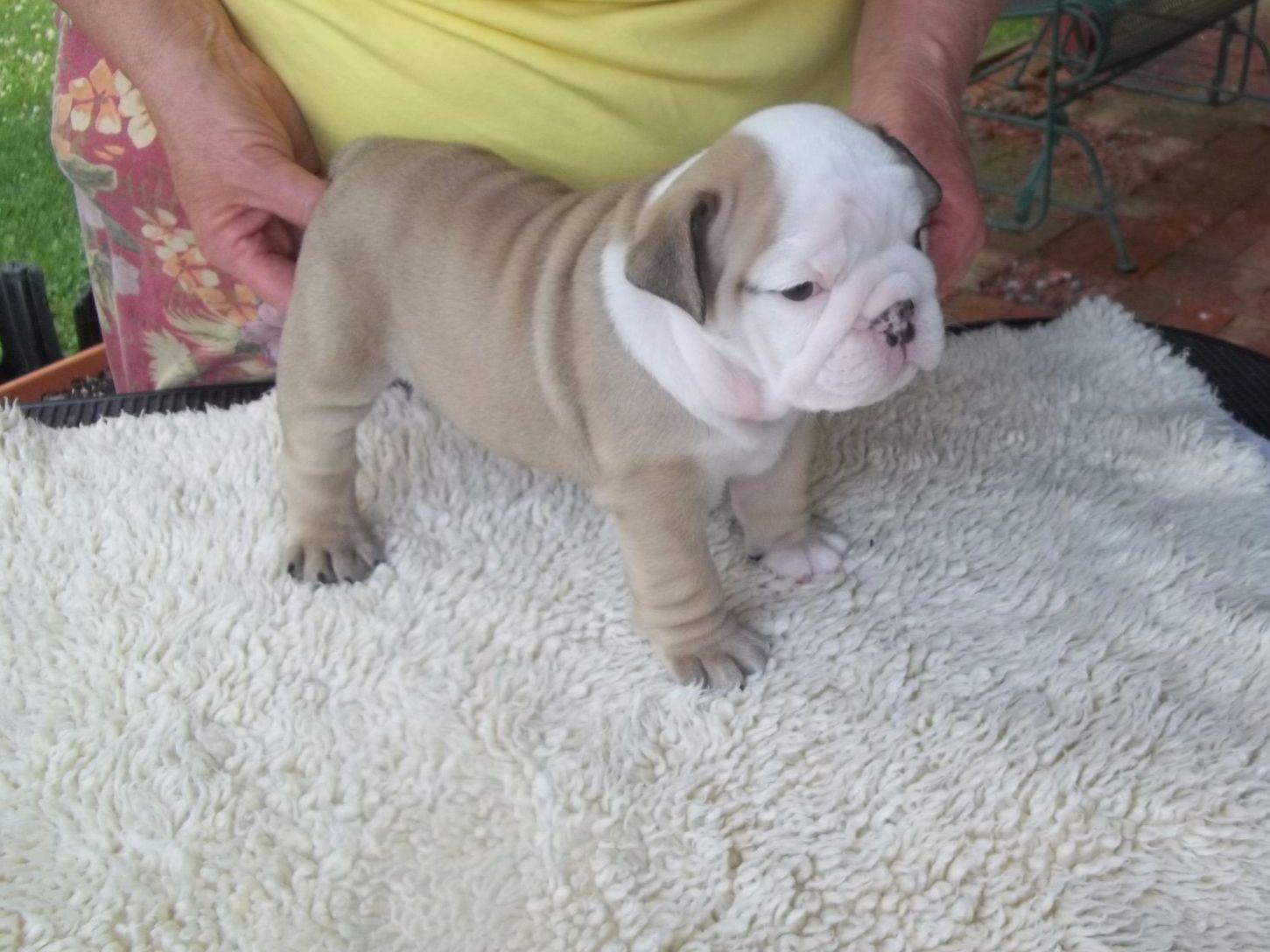JOHNSON BULLDOGS Bulldog Puppies For Sale