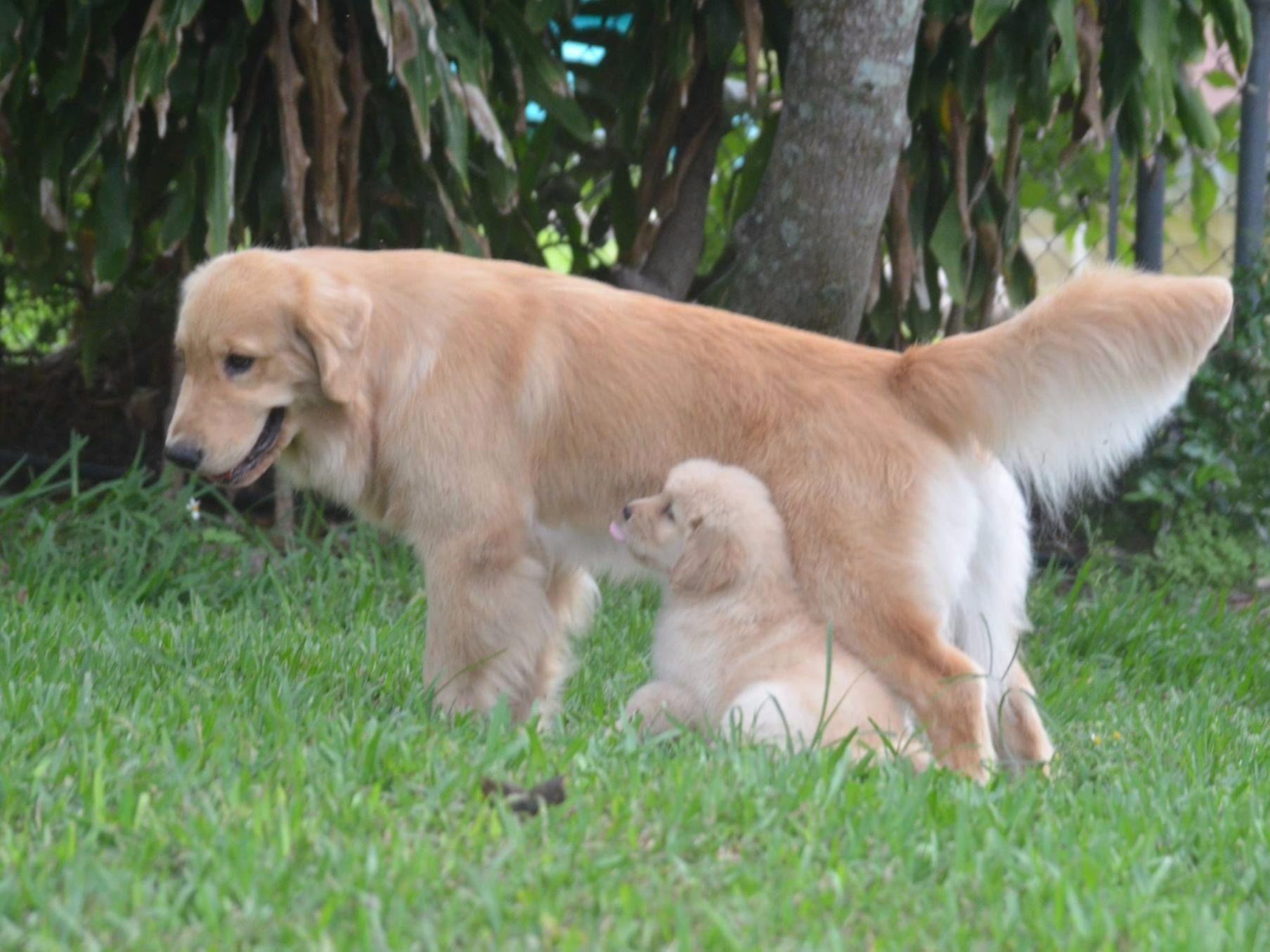 golden retriever breeders miami dreamers golden kennel golden retriever puppies for sale golden retriever breeders miami dreamers golden kennel golden retriever puppies for sale