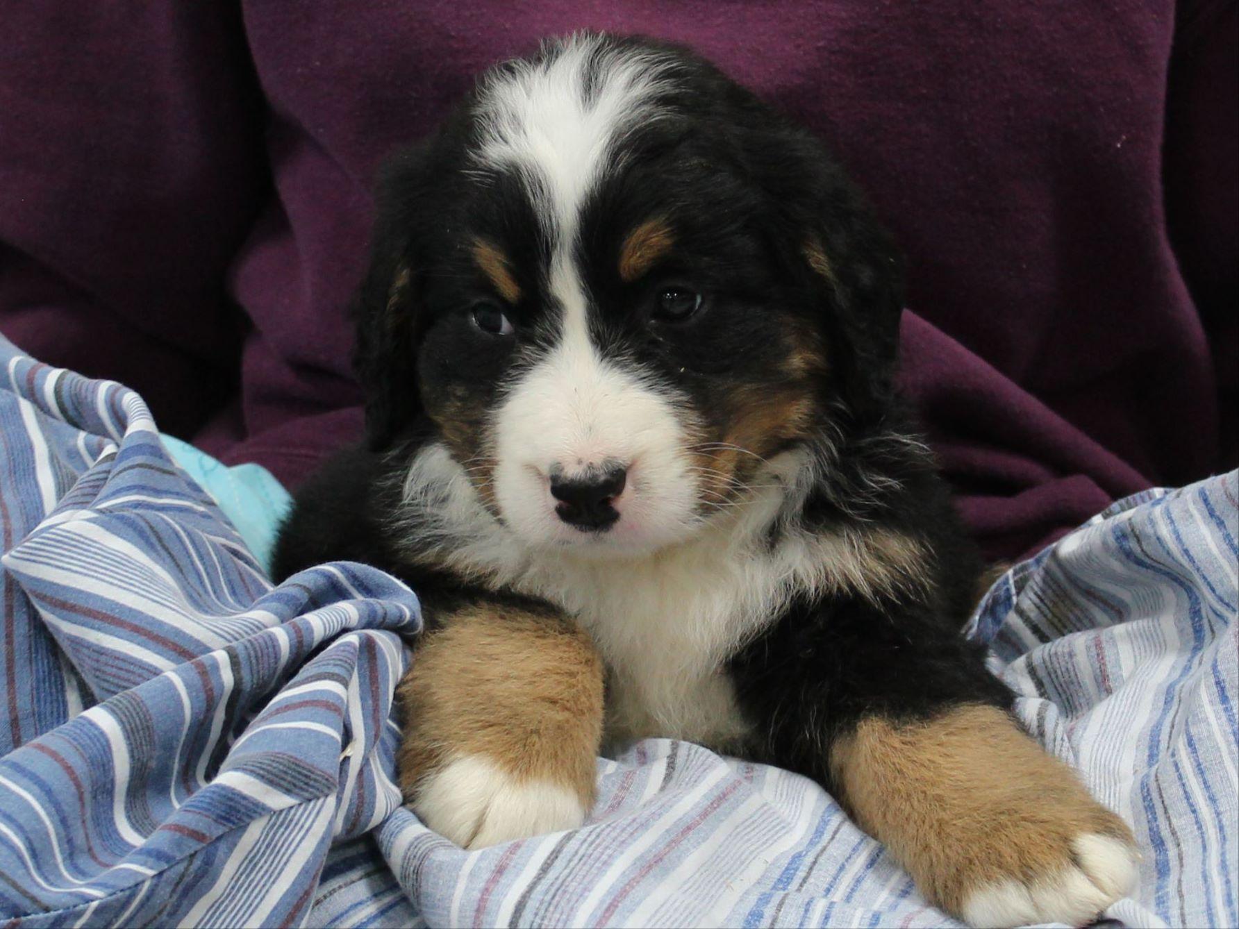 Bernese Mountain Dog For Sale by Lamar & Carla Fox American Kennel Club