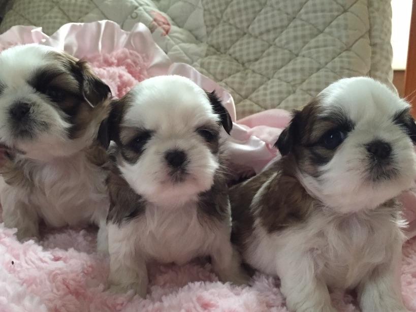 wendy hill shih tzu shih tzu puppies for sale near islip terrace new york akc marketplace wendy hill shih tzu shih tzu puppies for sale near islip terrace new york akc marketplace