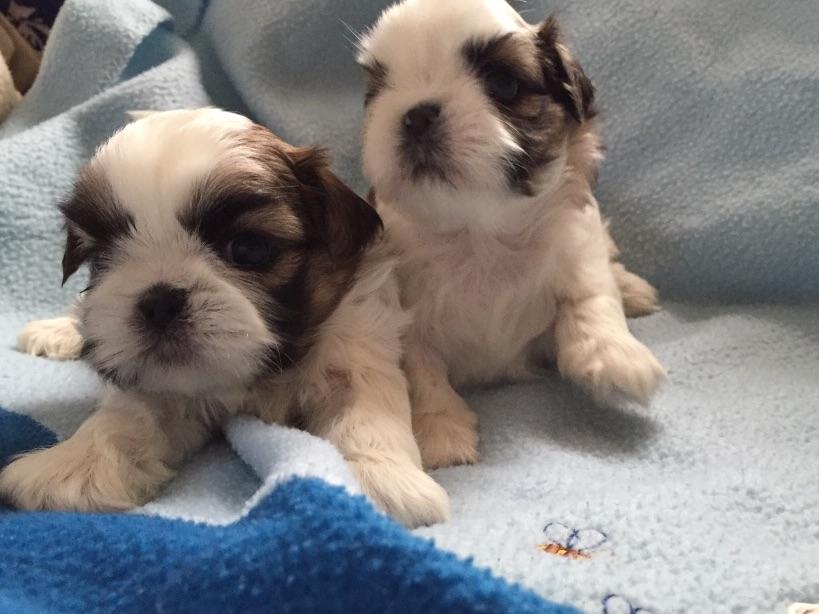 wendy hill shih tzu wendy hill breeders pitman nj wendy hill shih tzu wendy hill breeders pitman nj