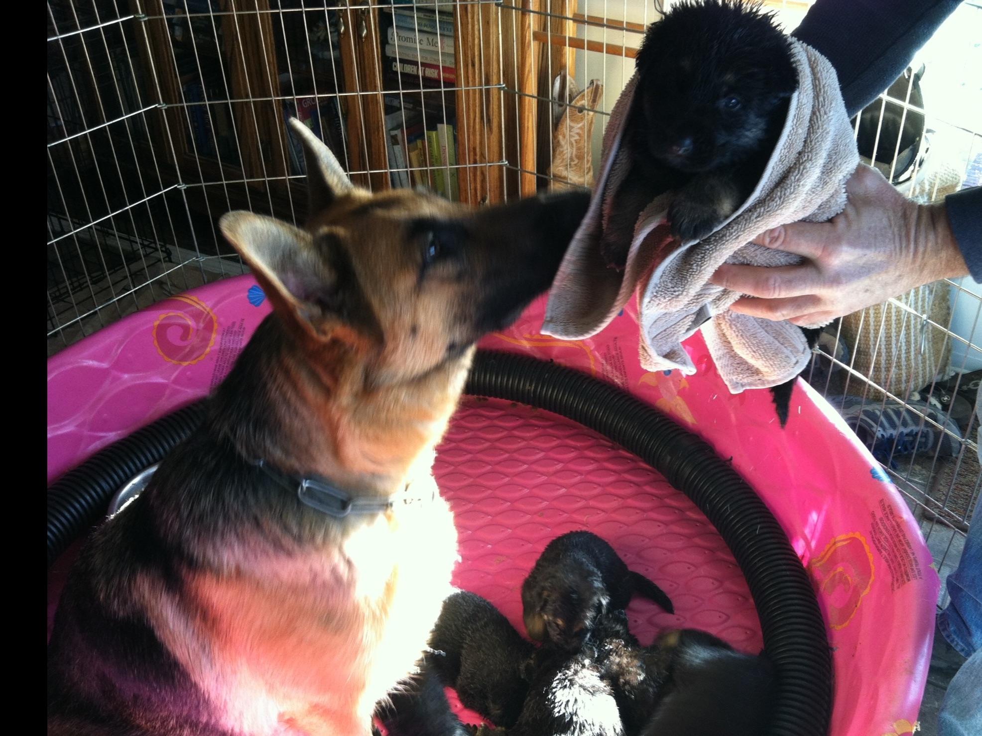 temecula puppies 4 less temecula ca gun ranch german shepherds breeders temecula ca temecula puppies 4 less temecula ca gun ranch german shepherds breeders temecula ca