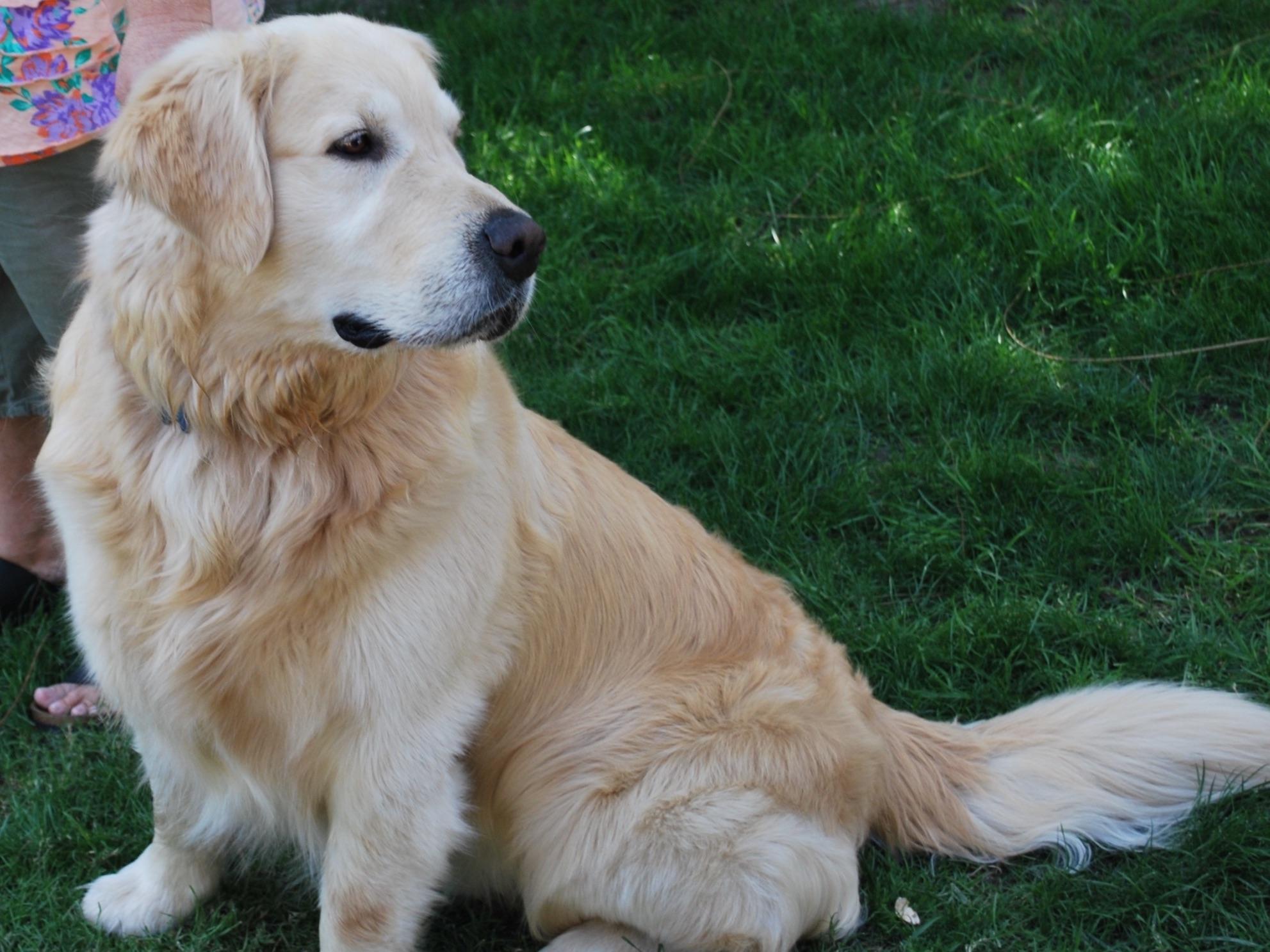 Golden Retriever For Sale by Knight's Golden Retrievers American