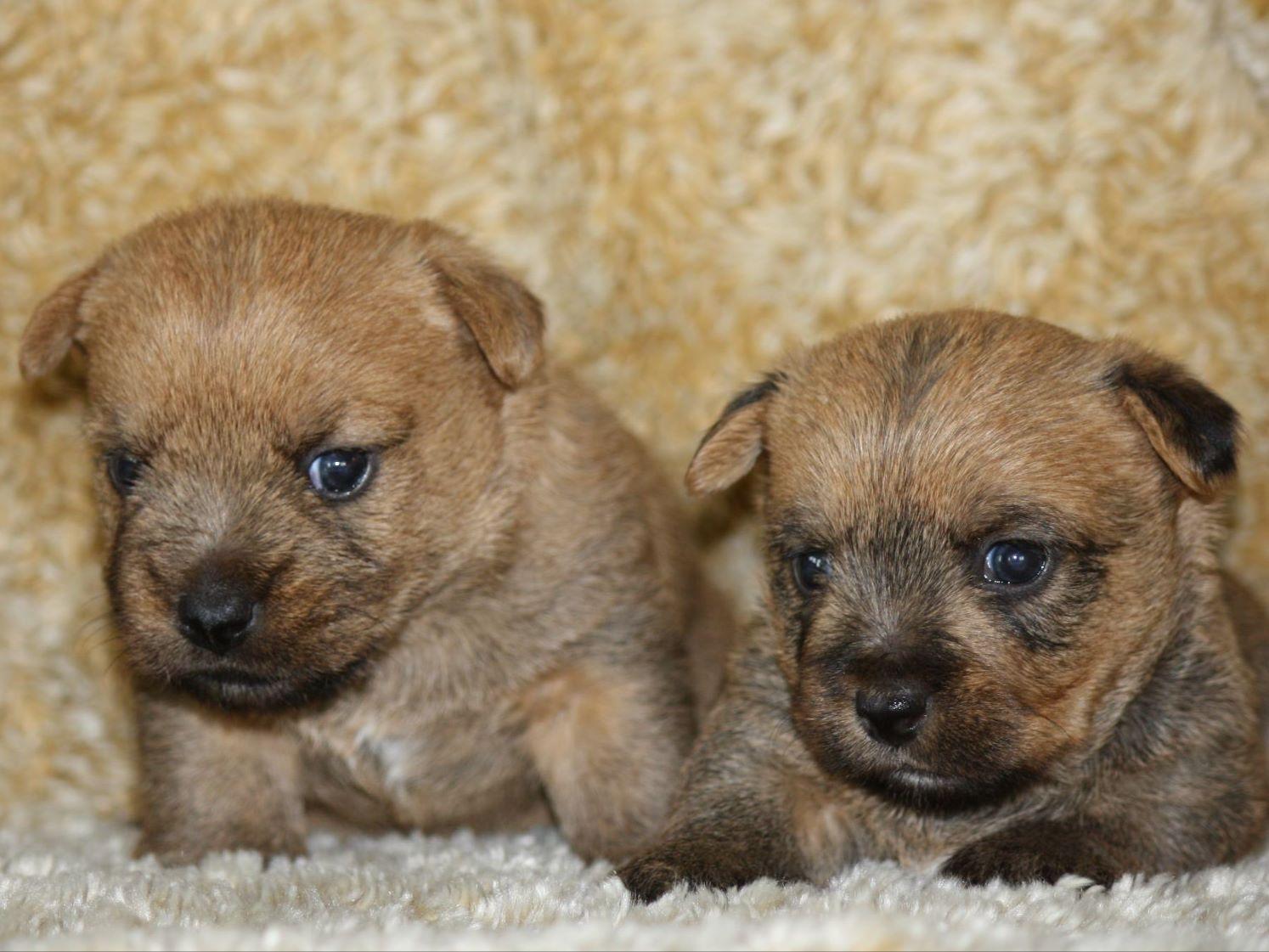 norwich terrier puppies norwich terrier for sale by stellitano american kennel club norwich terrier puppies norwich terrier for sale by stellitano american kennel club