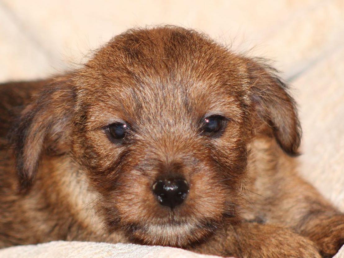 Norfolk Terrier For Sale In Uk at Gary Schultz blog