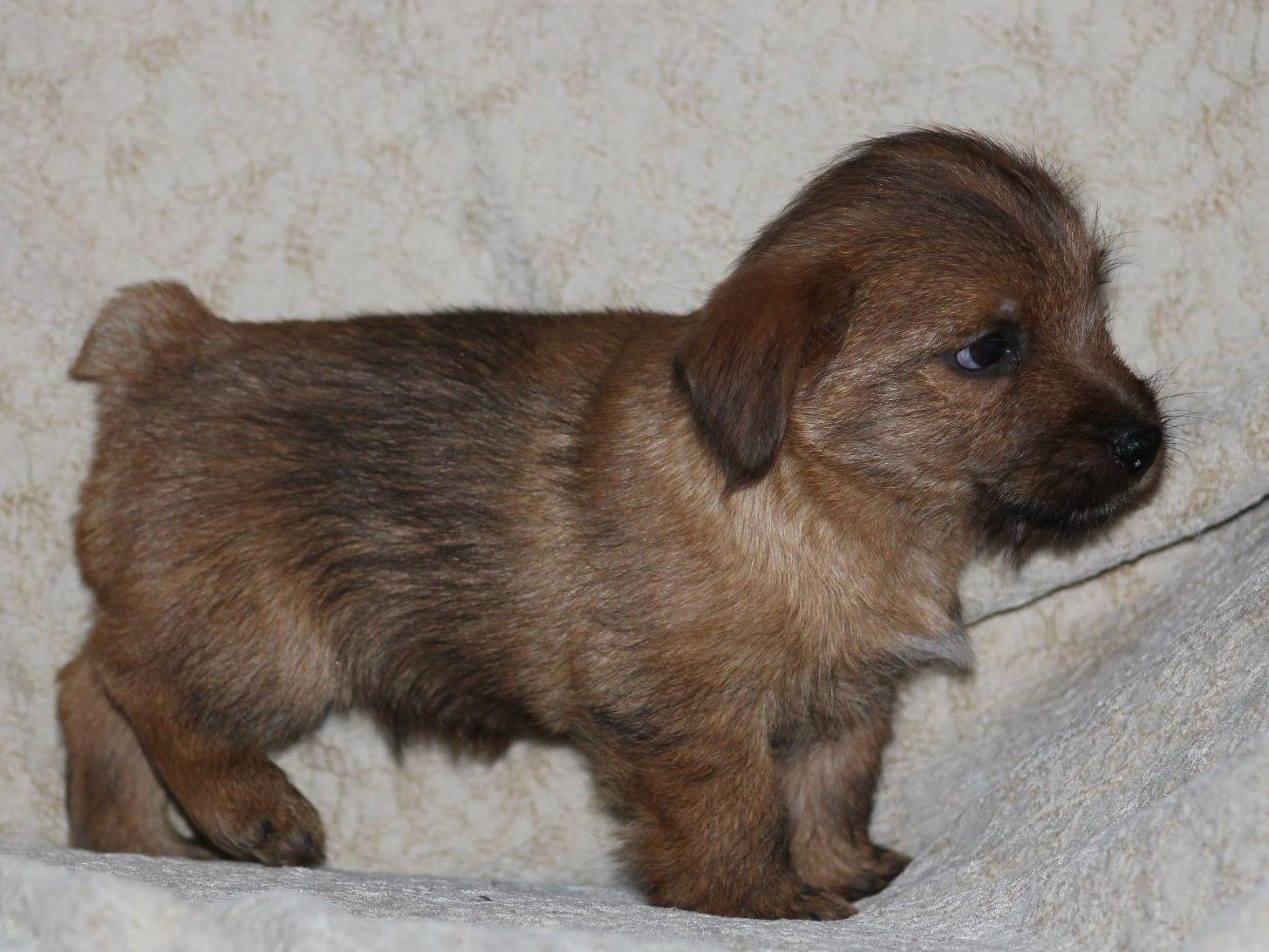 Holly Stellitano Norfolk Terrier Puppies For Sale
