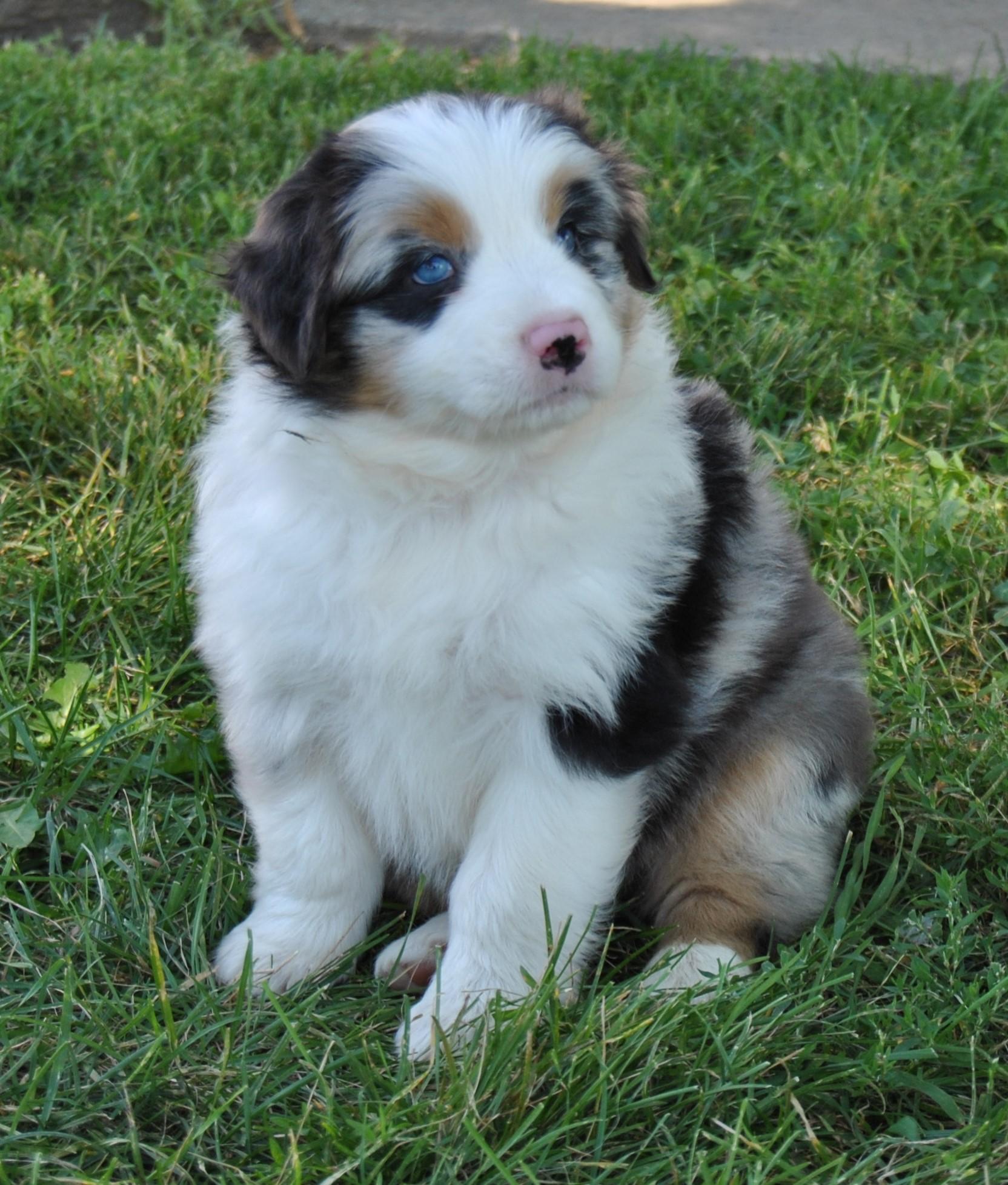 australian shepherd jack russell terrier rfcc australian shepherds australian shepherd puppies for sale australian shepherd jack russell terrier rfcc australian shepherds australian shepherd puppies for sale