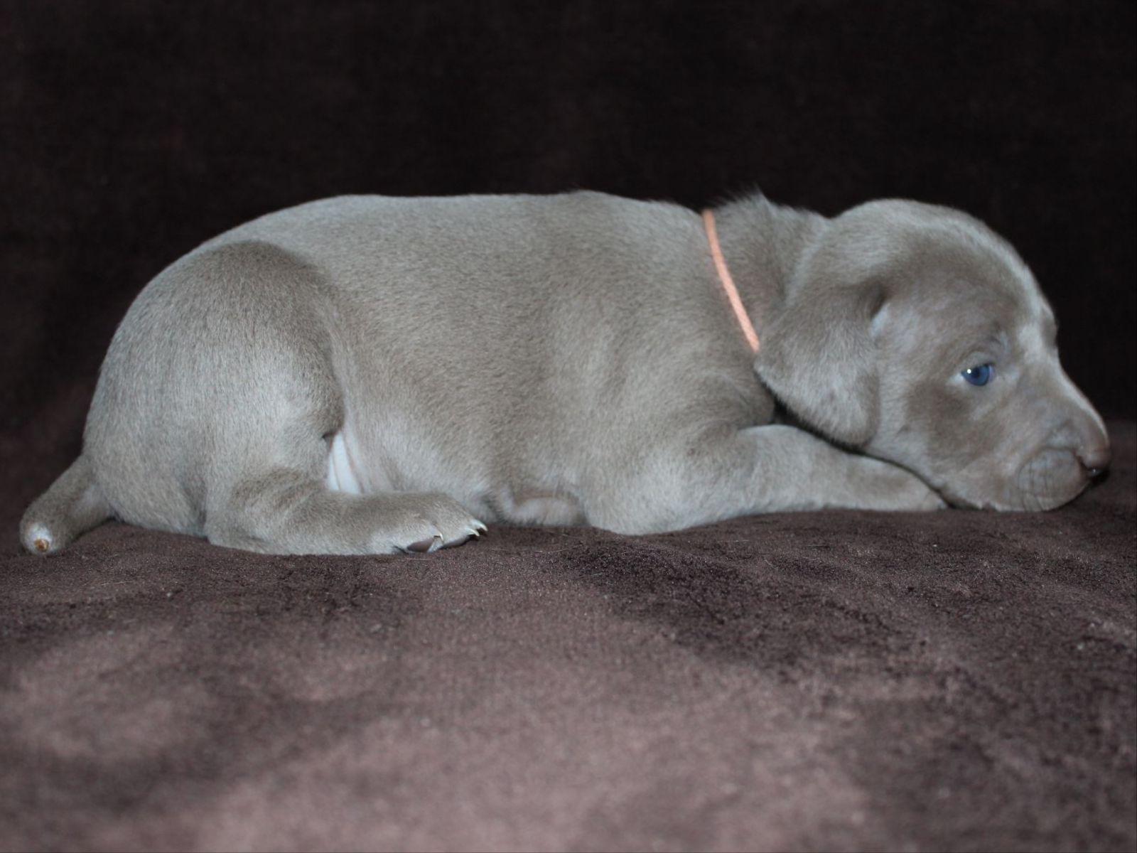 Weimaraner For Sale by Melissa Williams American Kennel Club