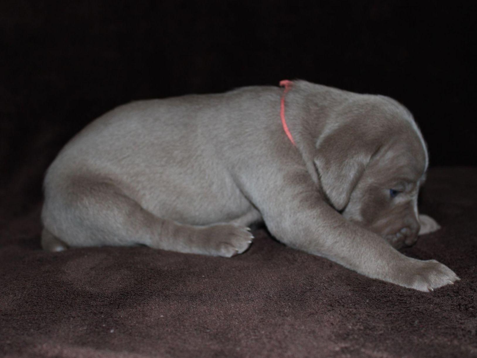Weimaraner For Sale by Melissa Williams American Kennel Club