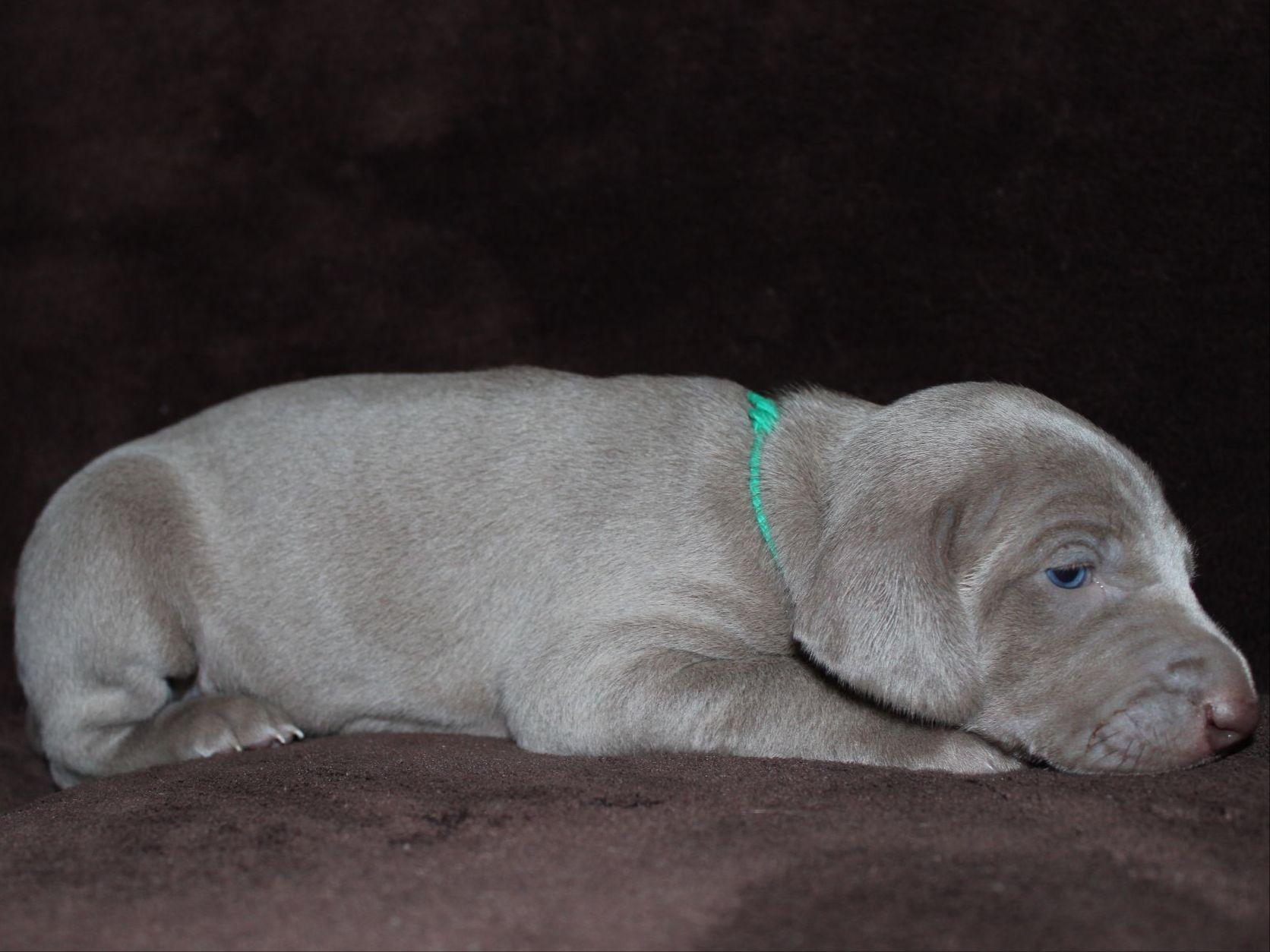 Weimaraner For Sale by Melissa Williams American Kennel Club