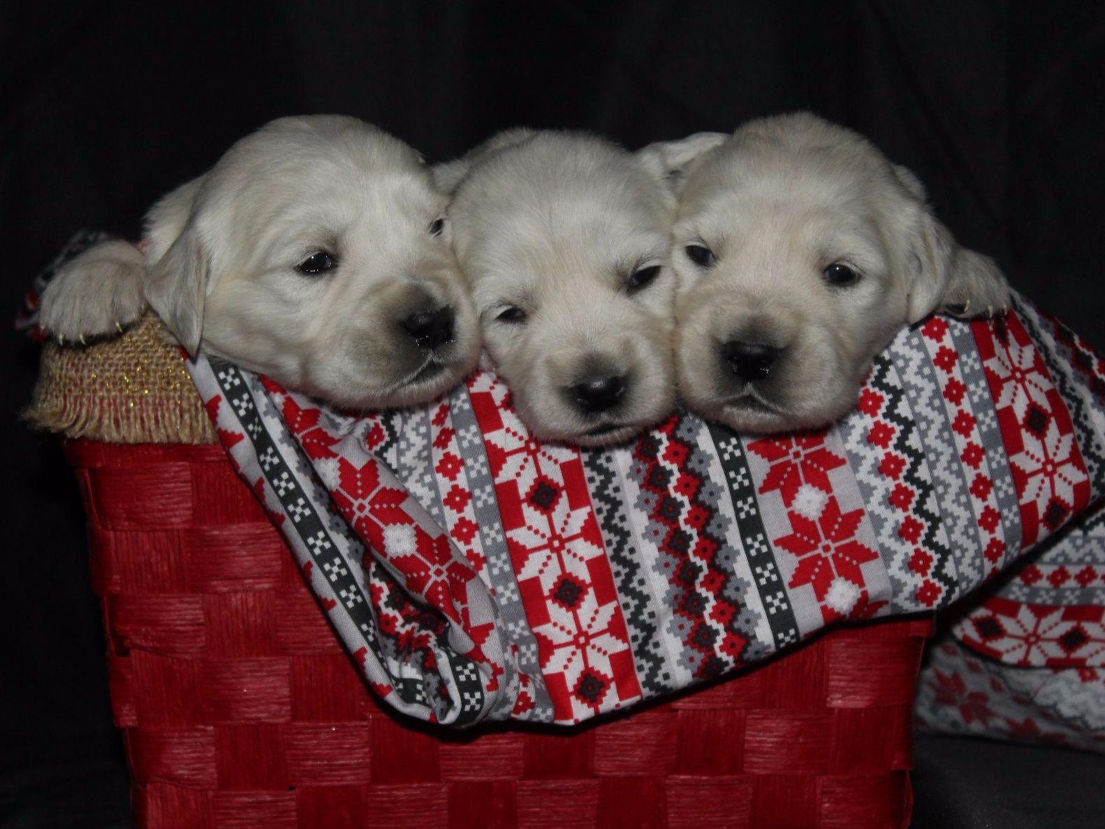 show me pictures of golden retrievers golden retriever for sale by show me goldens american kennel club show me pictures of golden retrievers golden retriever for sale by show me goldens american kennel club